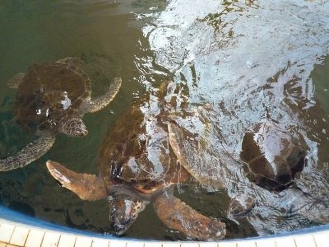 ここには資料館や飼育館があります。<br />無料で入場できます。<br />このウミガメさんたちとも三年ぶりなのかな<br /><br />