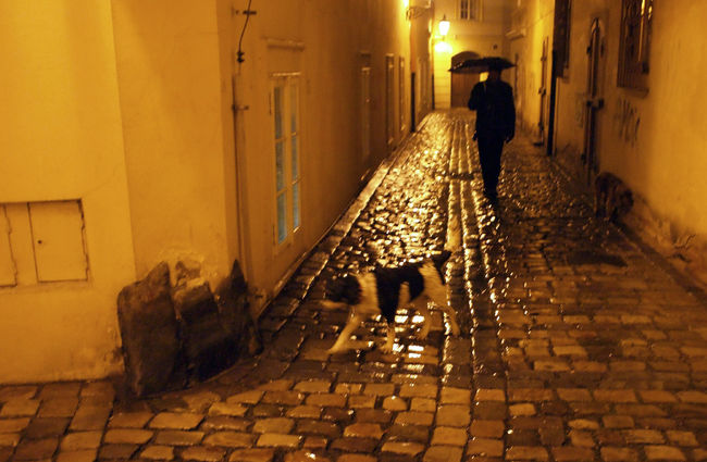 ホテルの近所。どこかお勧めの店ある？もちろん無視されました。雨にドッグ。