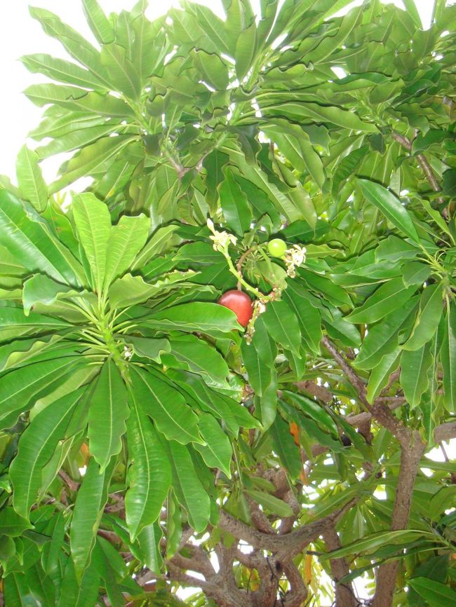 これから急いでホテルに戻ります。<br /><br />ホテルのビーチでサンセットを見たいから♪<br />どんどん沈んできてるけど、間に合うかな。。