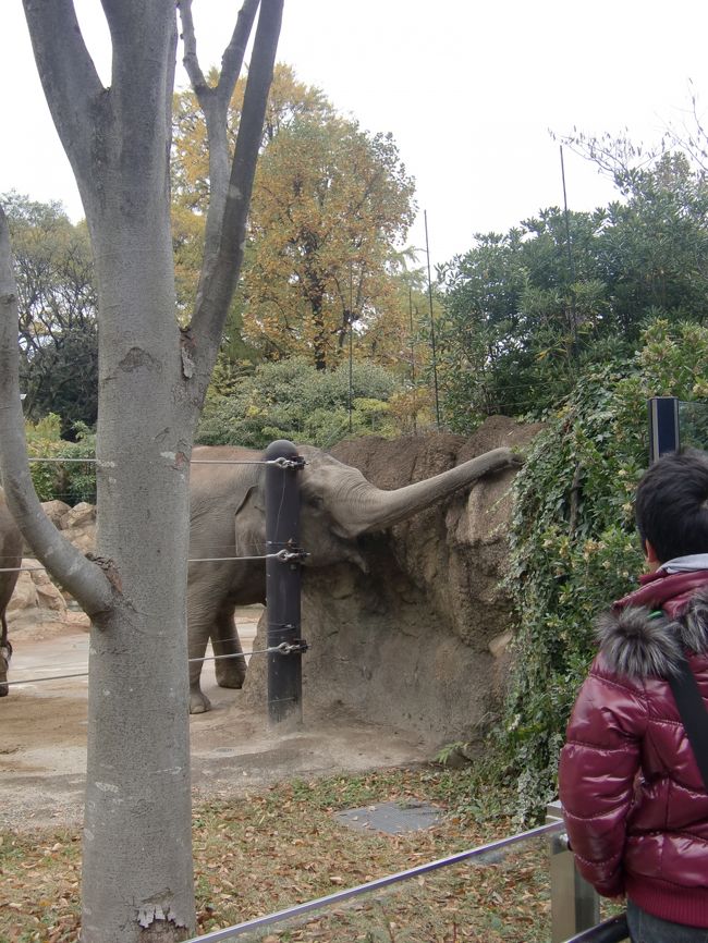 とここで有名大学の前に有名動物園に寄り道。<br /><br />パンダちゃんが亡くなったためか、休日なのにガラガラ。
