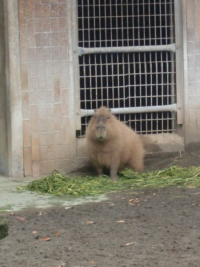 カピバラさんです。<br />なんか最近人気出ているようだけど、なんで？
