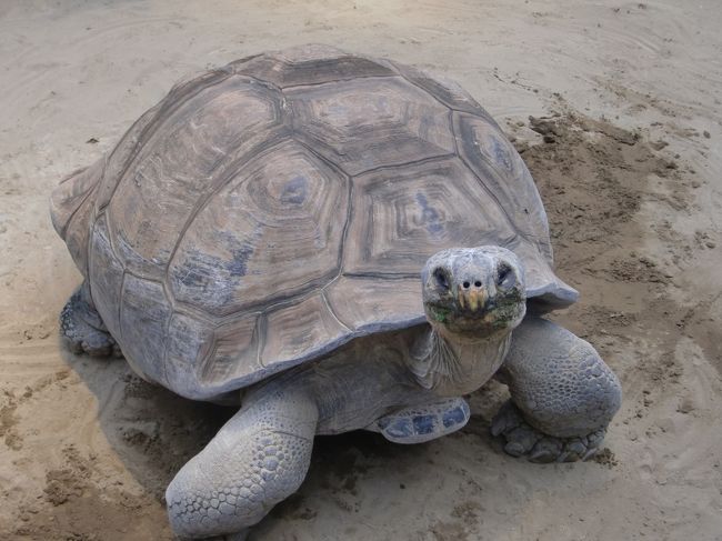 さすがにこれは乗らない。