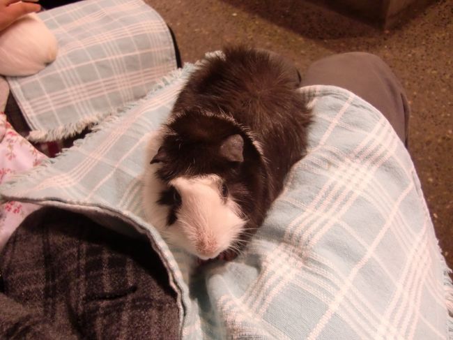 初めて動物を膝に乗せた。