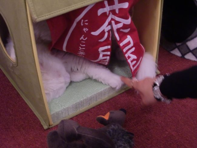 猫を触るのも初めてだったりする。