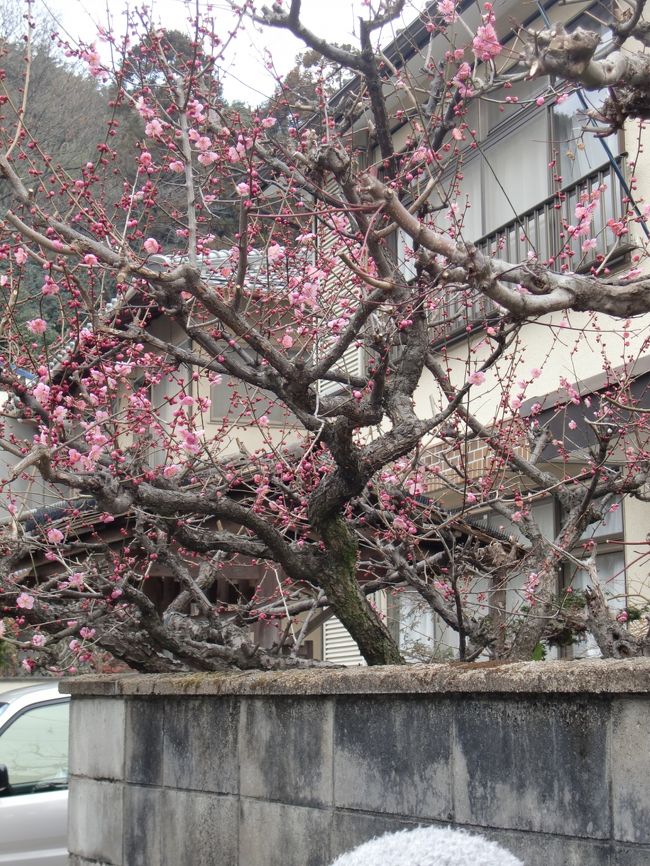 今年の冬はそこまで寒くない。<br />梅も徐々につぼみをふくらませています。