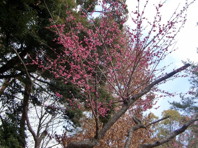 春、遠からじ。