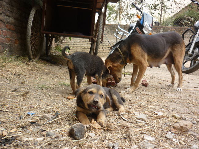 タメルでは適当な安宿（一泊200ルピー、240円）に泊<br /><br />まったのですが、裏の空き地に居た二匹の子犬と母犬<br /><br />と出会いました。<br /><br />自分が子供の頃は、こんな感じで空き地に住み着いてる犬を時々見かけてました。