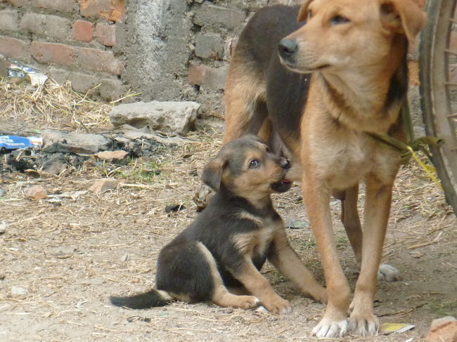 とにかく可愛くて、すっかり彼らに夢中になってしまい、毎日一緒にビスケットを食べてました。<br /><br />周りのネパール人もちょくちょく餌をあげてるみたいで、子犬達は丸々太ってます。