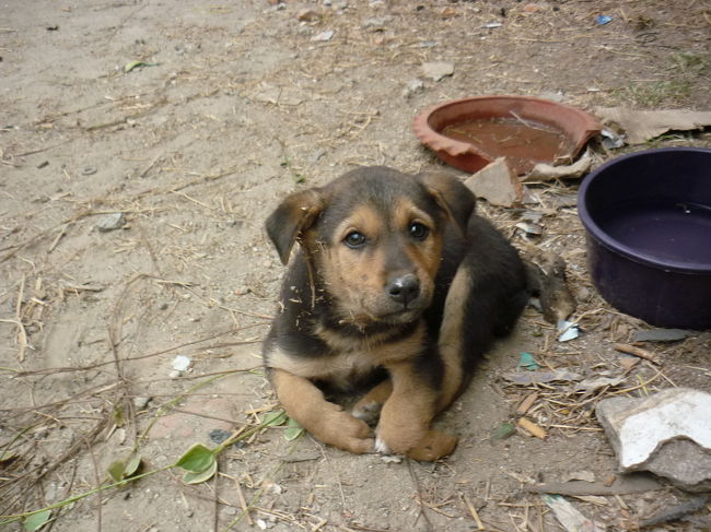 さて、また子犬達に会いたくなってカトマンに戻りました。<br /><br />彼等は人間程複雑ではないかもしれないけど、心はちゃんと有ります。<br /><br />とにかく可愛くて地元の人に「一匹日本に連れて帰ってやれ」と言われる始末。<br /><br />もうメロメロです（笑）