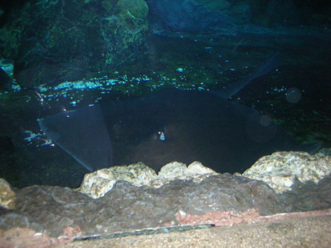 ３日目はその後、アンダーウォーターワールドへ。<br />母娘で３５ドル。３０分で見学終了。<br />うーん、品川水族館とかのほうがいいかも。<br />微妙かな。おもしろいけど。