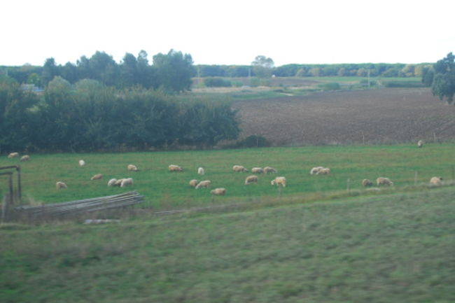 羊がたくさんいました