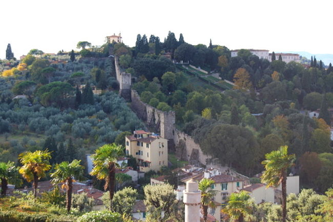 ぐるっと見渡すとオリーブの木がいっぱい。