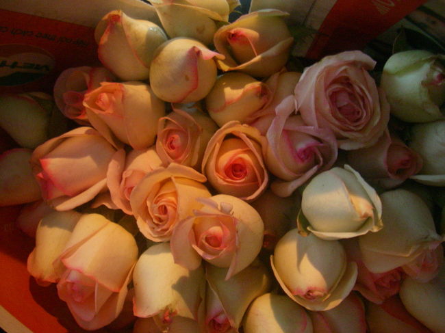 あくる日合流したドゥックにそのことは言えなかった・・<br /><br />画像に残っていたので思い出は永遠だよ・・・