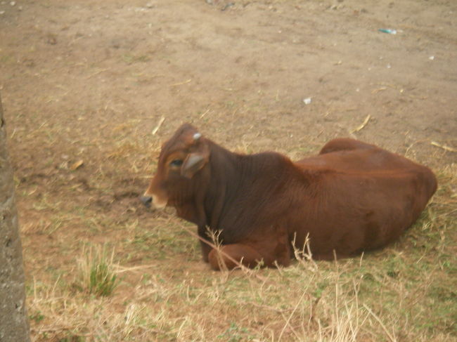 車窓から<br />牛(ボー）がランチをしていた<br />ランチになるとも知らずにね・・・