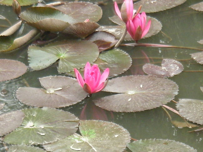 庭には池がありハスが咲いていた。<br /><br />なんとものどかな光景・・<br />ベトナムらしさがここに。<br /><br />あちこちでハスを見たんだけど、この頃って花が咲く季節だったんだろうか