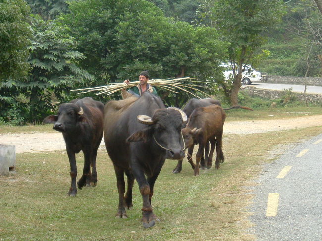 牛が歩いている風景も多かった。