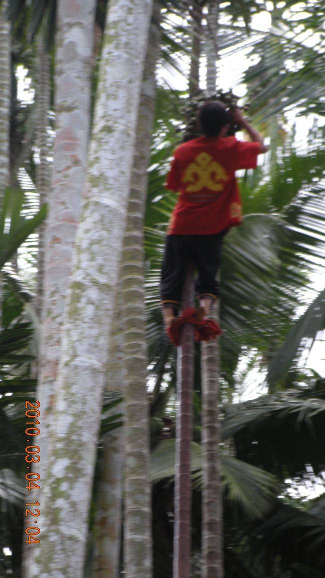 目にもとまらぬ速さで木に登り、実をとってこれまた目にもとまらぬ速さでおりてきました。