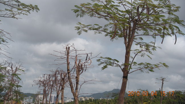 港の駐車場にあった木。<br />海南の町の通り沿いでもよく見かけました。<br />大きなインゲン豆のような実が印象的でした。
