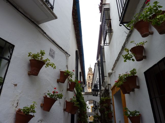 ユダヤ人街を抜けて、有名なメスキータです。<br />ここの白い建物との間の景観は世界的に有名らしく<br />観光客でごった返しておりました。<br /><br />写真を撮って即帰るという巡回ルートになってるので<br />これはここに住んでる人からしたらたまらんでしょうね。