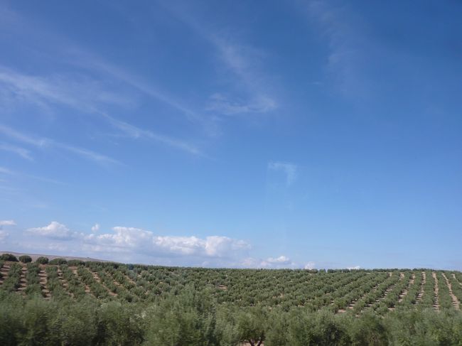 バスでグラナダへ向かいます。<br />ＡＬＳＡ社のバスを利用しました。安いです。<br />９月の旅行でしたが予約無く普通に乗れました。<br /><br />写真はバスの道中でのオリーブ畑。キレイ。