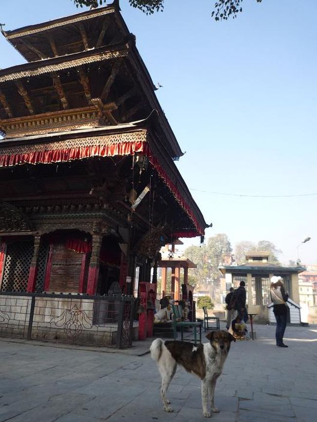 途中のお寺で見かけた小汚い犬。