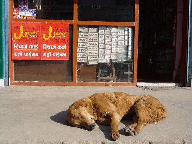 気持ちよさそうに寝てやがる小汚い犬。