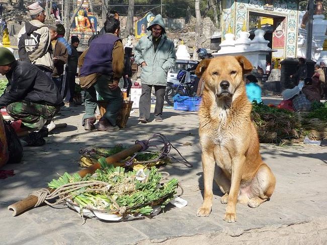 スワヤンブナートの下は、<br />ちょっとした市場になっている。<br /><br />小汚い犬が店番？
