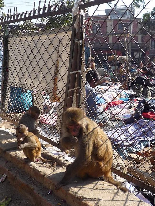 「モンキーテンプル」の異名通り、<br />猿もたくさん見かける。