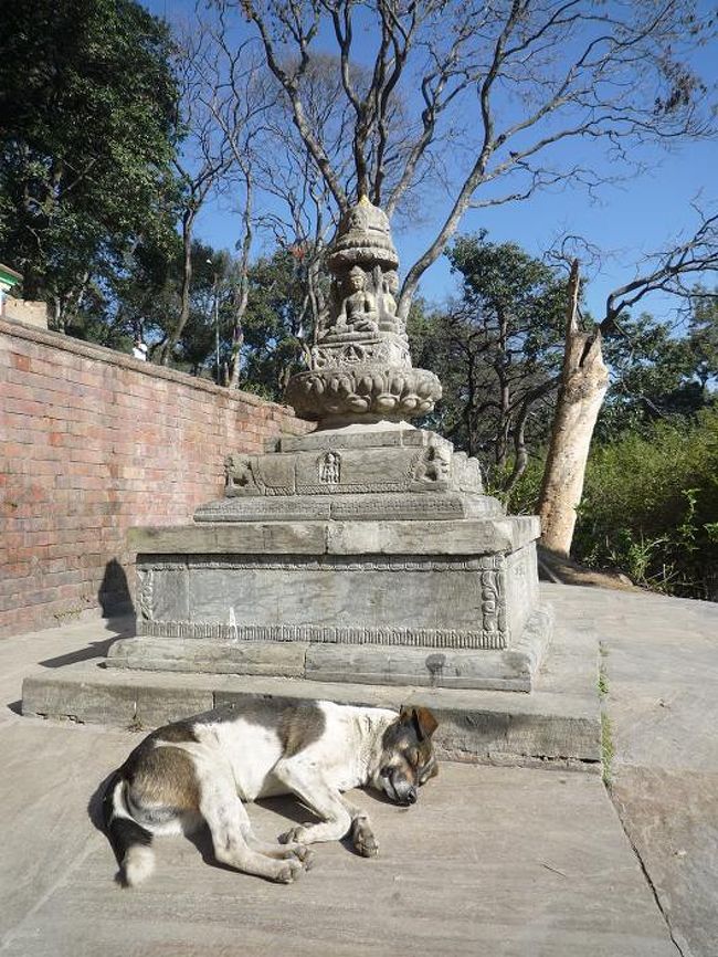 階段の途中でも小汚い犬は悠長に寝ている。