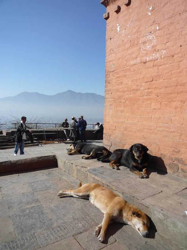 ここでもたくさんの小汚い犬が。