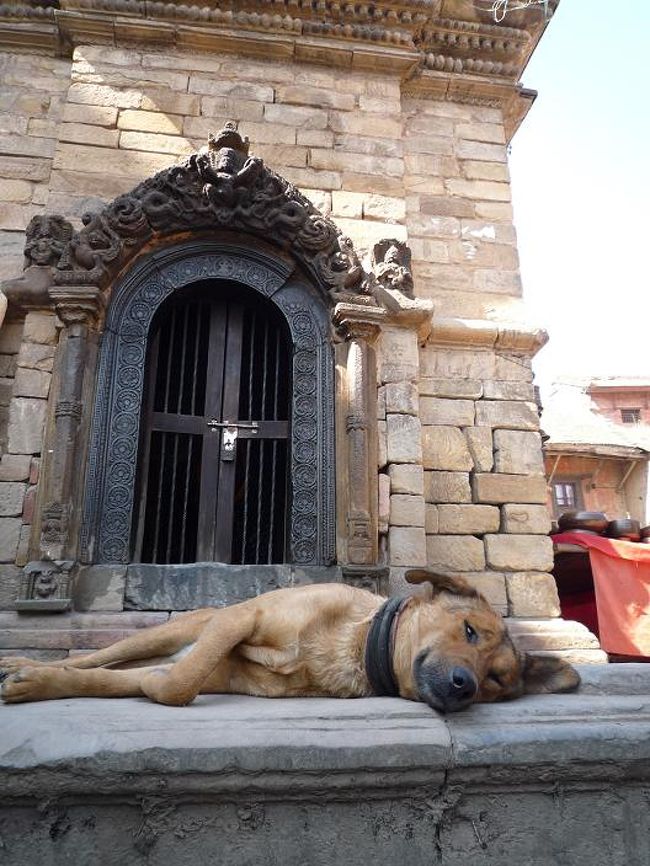 小汚い犬も暑さでバテバテ。