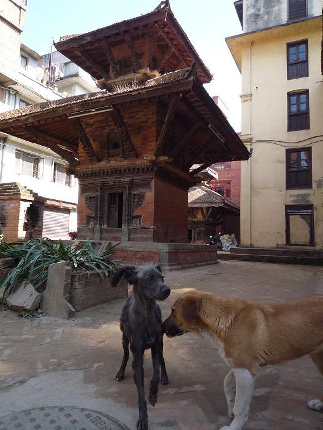 路地裏にも小汚い犬はウヨウヨ。