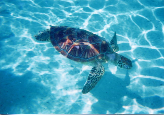 ウミガメと泳げるメリディアン・ボラボラ』ボラボラ島(タヒチ)の旅行記