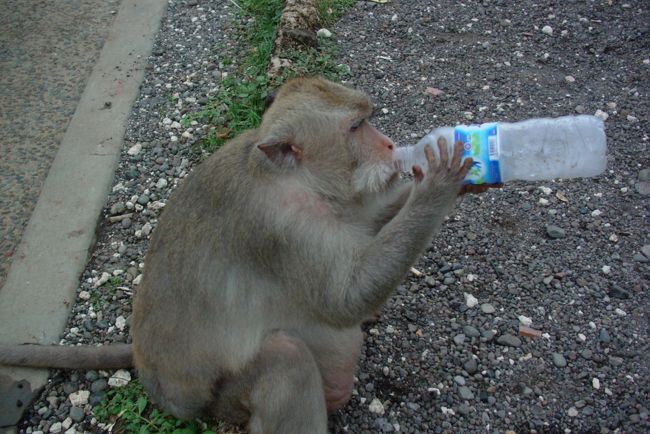 賢い猿だこと・・・。