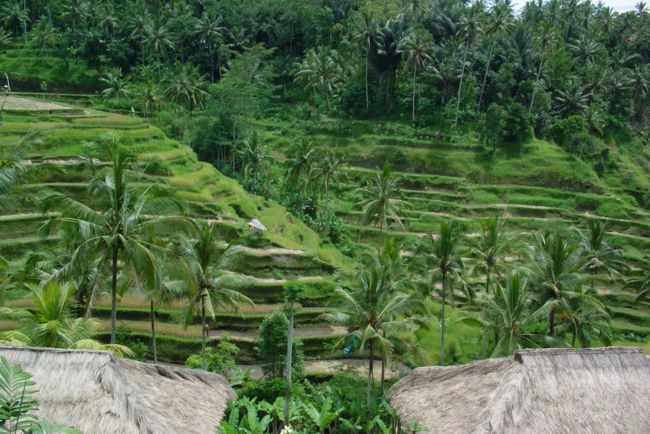 ライステラスです。<br />これも変な場所にあったので車じゃないと<br />無理だと思います。<br />物売りの女の子が「ポストカード･･･」みたいな<br />ことを言ってきたので「ＮＯ！」と言ったら<br />去っていきました。<br /><br />基本的に押し売りされると本当に<br />良いモノが良い値段でもあっても買いたくなくなる<br />性分なので物売りはかなり拒絶的になってしまうんです。<br />ましてや海外。ＡＴフィールドは強めです。<br /><br />女の子に過度にきつくいってしまったのも<br />いま振返ってみるとちょっとかわいそうだったかもしれません。