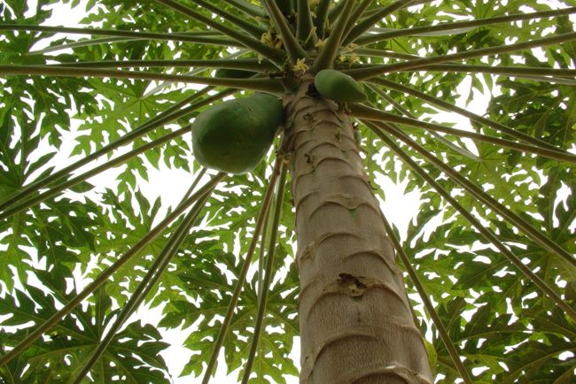 なんてこともない南国にある椰子の実も<br />太陽の光と合わせて良い感じに映ってくれます。