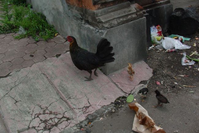 いまでこそ新型インフルエンザ＝豚という<br />イメージですが、当時は強毒性の<br />鳥インフルエンザが新型インフルエンザになると<br />言われ続けた（さらにいうと東南アジアで発生説）<br />ので鳥の写真をネタに撮ったものです。<br /><br />あと、キンタマーニ高原は物売りがやたら積極的です。<br />かなりしつこいので無視して車に乗り込んだら<br />タイミングを誤っておもいっきり車のドア上部に<br />頭を打ってしまいました。<br />さすがの物売りも勧誘をやめて<br />心配してくれてました(笑)・・・情けない話です。