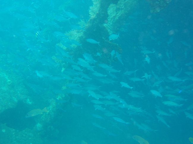 かわいいですね。