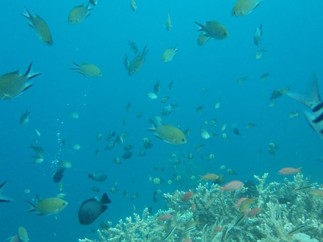 まさにおさかな天国。