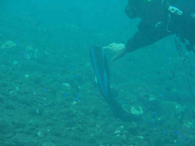 調子に乗ってたら足のヒレがとれてしまったので<br />インストラクターの方が取ってくれました。