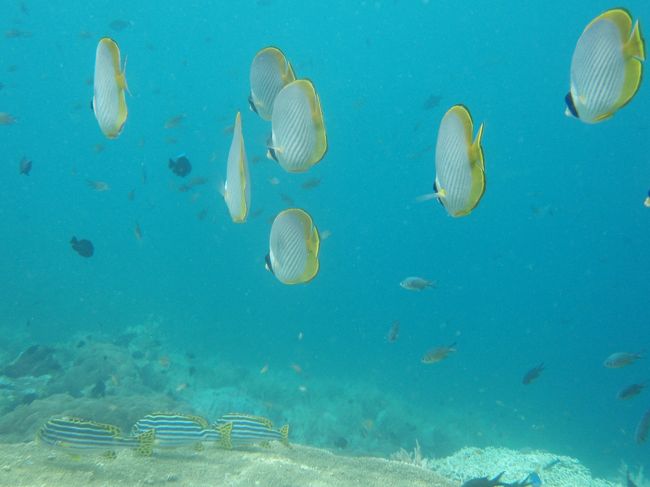 仲間同士つるんではります。