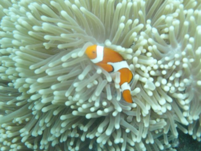 ファインディングニモさんです。<br />名前の通り隠れてはります。<br />正式名称：カクレクマノミだっけかな。