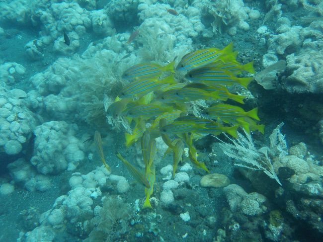 団体行動がお好き。