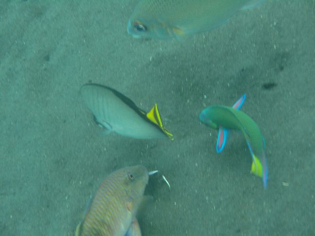 三つどもえです。