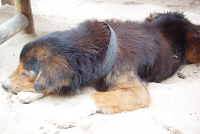 ダイビング後、くたくたの体のまま<br />日本へ戻ってきました。<br /><br /><br />以上でバリ旅行の旅行記は終了です。<br /><br />ありがとうございました。