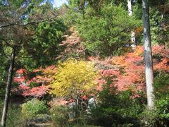 11月25日
　本日は、京都の北西部に位置する紅葉の名所の、高雄（神護寺）、槇尾（西明寺）、栂尾（高山寺）の三尾巡りです。
　本日も、マエダコーヒー高台寺店でモーニングをしてから、高山寺の駐車場へ（此処もすいていた）。高山寺の撮影を忘れたため、写真は三尾の紅葉といことにします。
