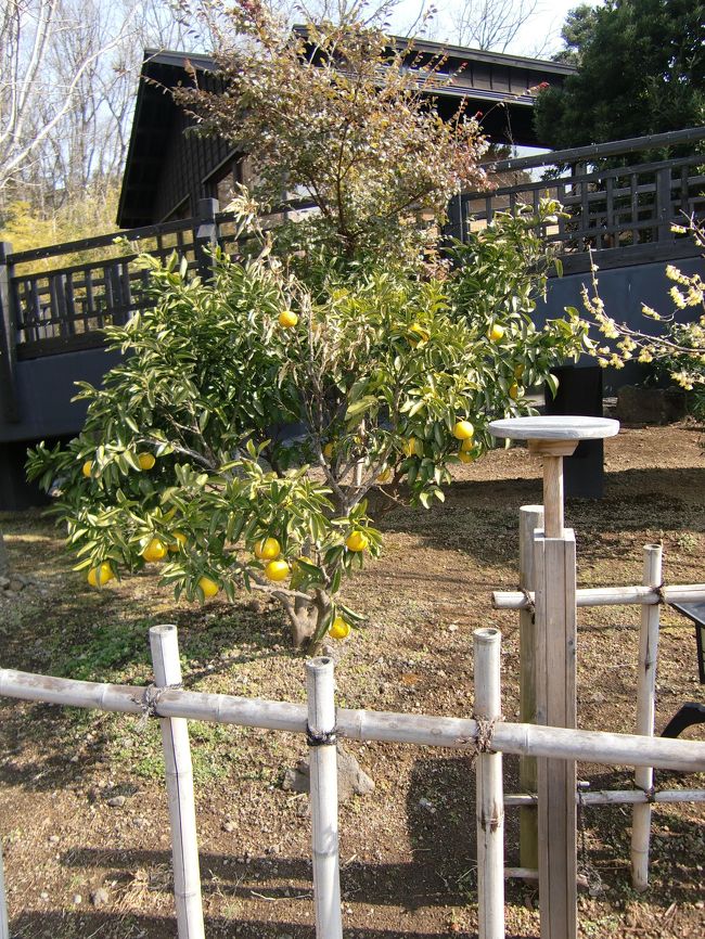 みかんがなっていました。<br />伊豆はひと足先に春ですね。