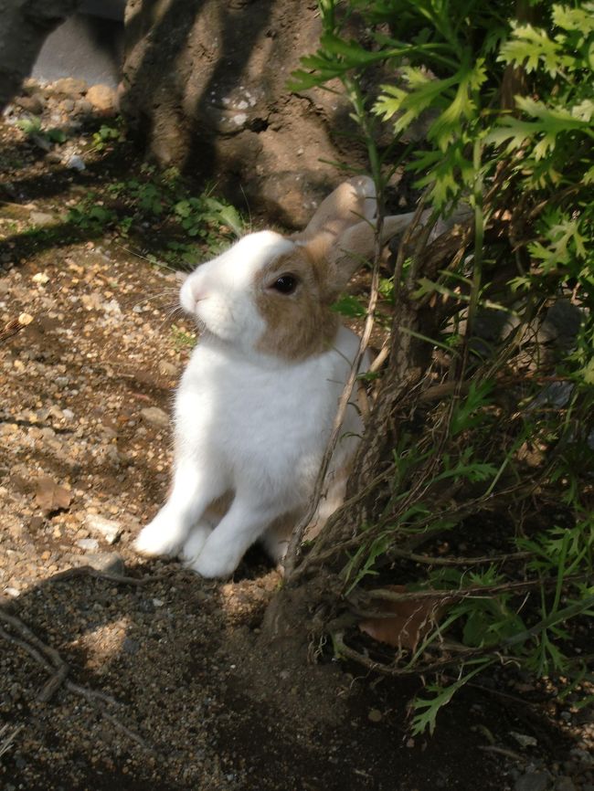 夜お風呂から部屋へ戻るとき、なんかが丸まっている・・・それも２匹・・・<br /><br />うさぎちゃんでした！かわゆい。<br />ちなみにりすちゃんもいます。