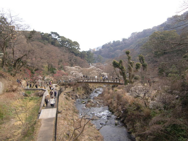 まだ満開ではありませんが、きれいにさいていました。