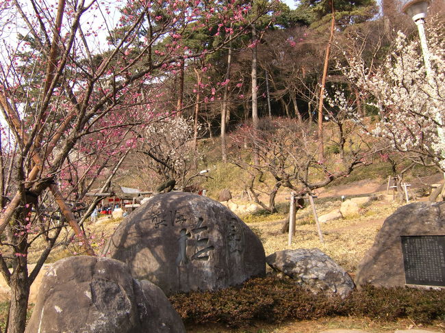 ２日目は熱海へやってきました。<br />熱海梅園です。